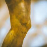 How to Maintain Joint Health Naturally
