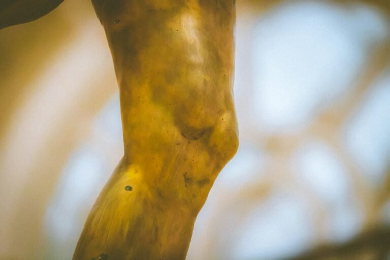 How to Maintain Joint Health Naturally